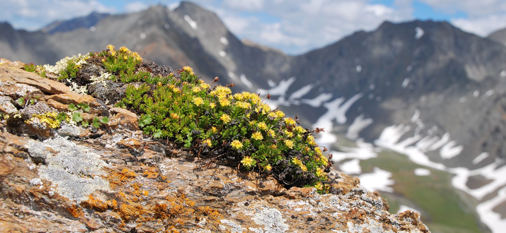 HERITAGE ET BIENFAITS DES PLANTES ALPINES SUISSES