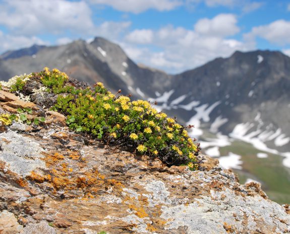 HERITAGE ET BIENFAITS DES PLANTES ALPINES SUISSES
