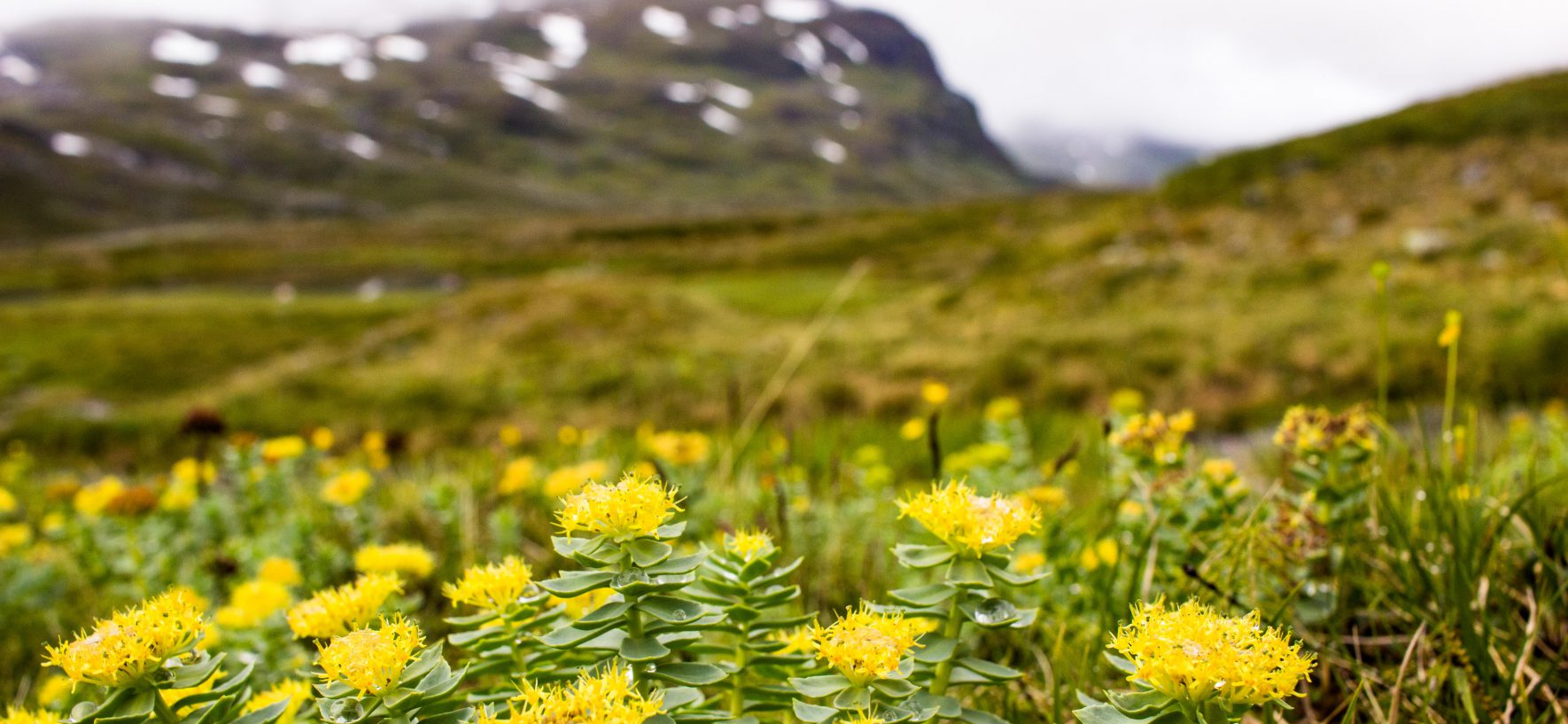 RHODIOLA ROSEA, LA PLANTE IDEALE POUR FAIRE FACE AU STRESS ET BOOSTER L’ORGANISME ET LE MORAL !