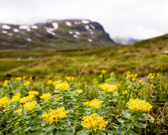 RHODIOLA ROSEA, LA PLANTE IDEALE POUR FAIRE FACE AU STRESS ET BOOSTER L’ORGANISME ET LE MORAL !